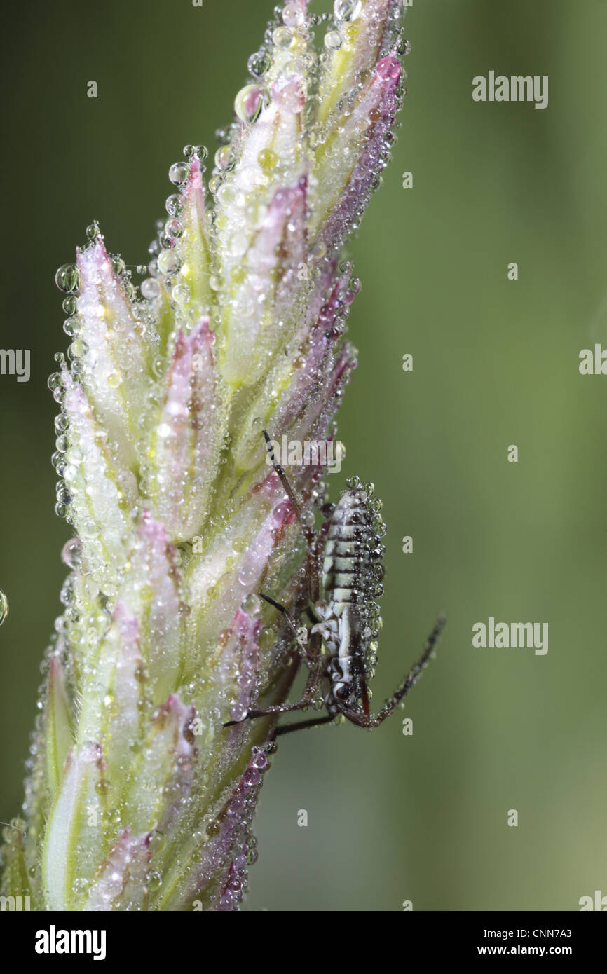 Mirid Bug (Miridae SP.) Nymphe, bedeckt im Tau auf Rasen Flowerhead, Powys, Wales, Juni Stockfoto
