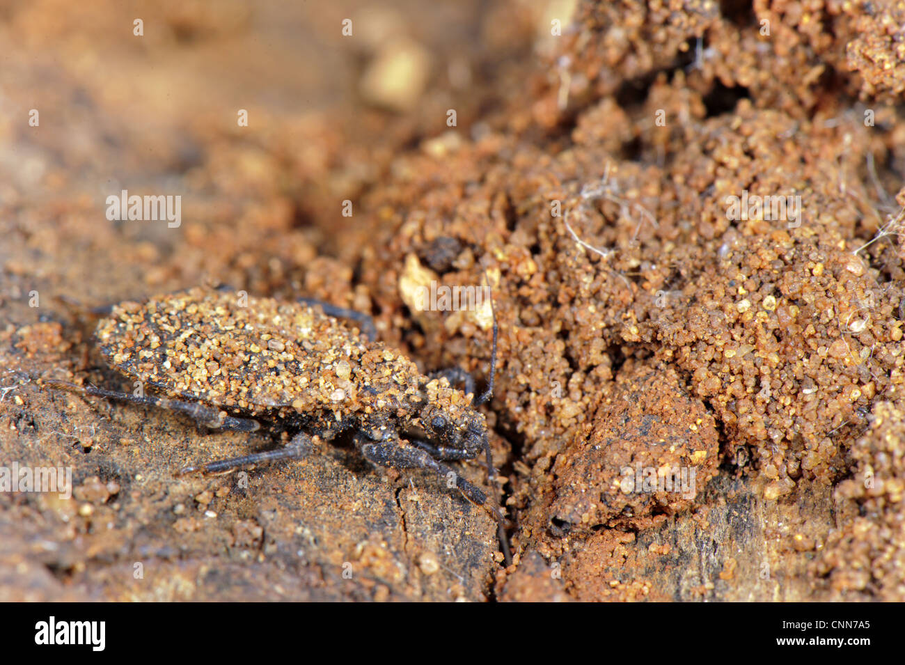 Junge Nymphe Assassin Bug (Reduviidae SP.), bedeckt mit Sandpartikeln, mimetischen Verhalten, Südafrika Stockfoto