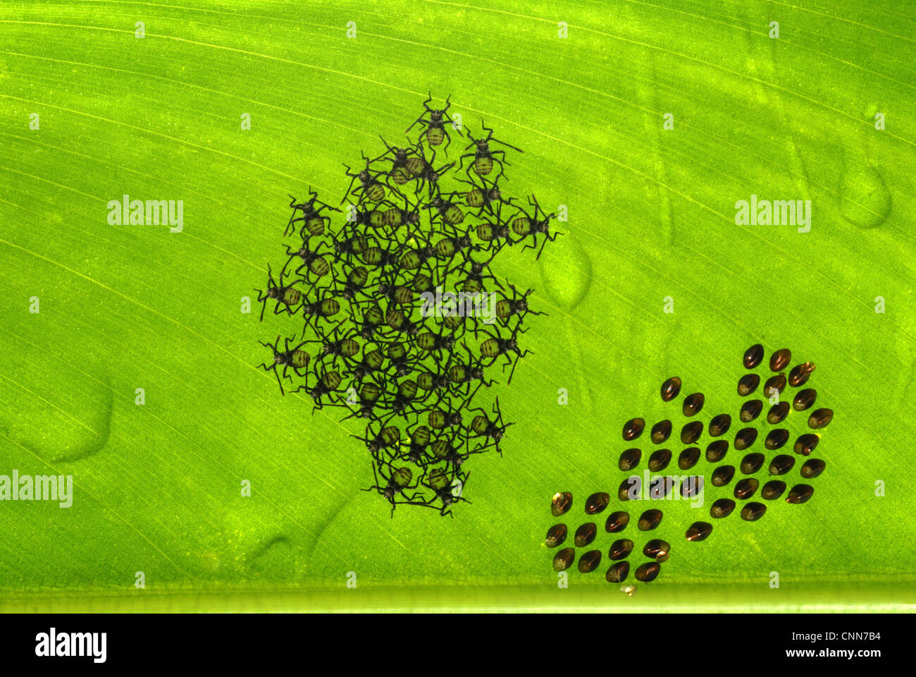 Orange-Kreissägeblätter Blatt-footed Bug Anasa Tristis eingeführten Arten entstanden neu Nymphen neben ausgebrüteten Eiern Unterseite Blatt Stockfoto