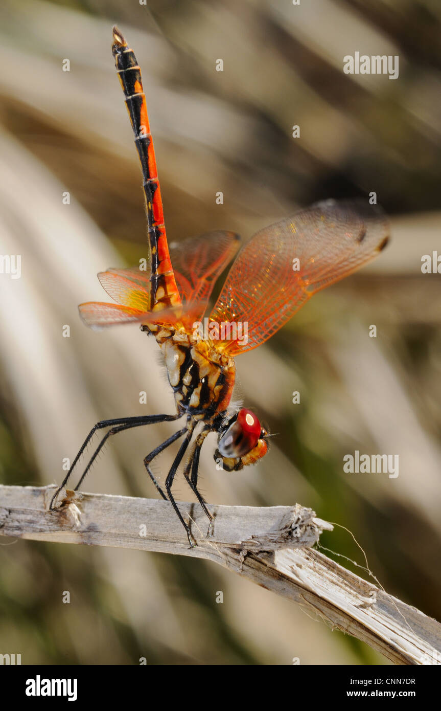 Rot geäderten Dropwing (Trithemis Arteriosa) Erwachsene im Obelisk Körperhaltung, ruht auf Stamm, Sokotra, Jemen, März Stockfoto