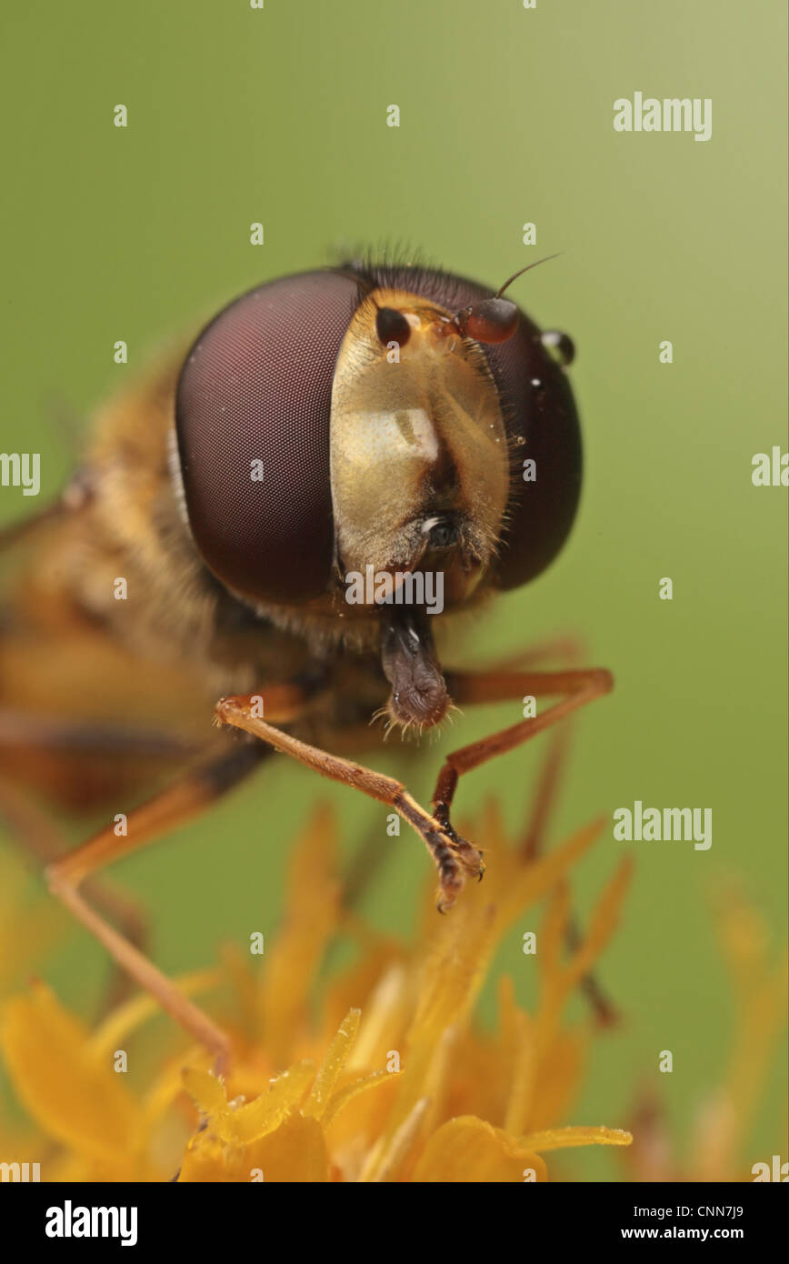 Marmelade Hoverfly (Episyrphus Balteatus) Erwachsene, Nahaufnahme des Kopfes, Fütterung auf Goldrute Blume, Leicestershire, England, august Stockfoto
