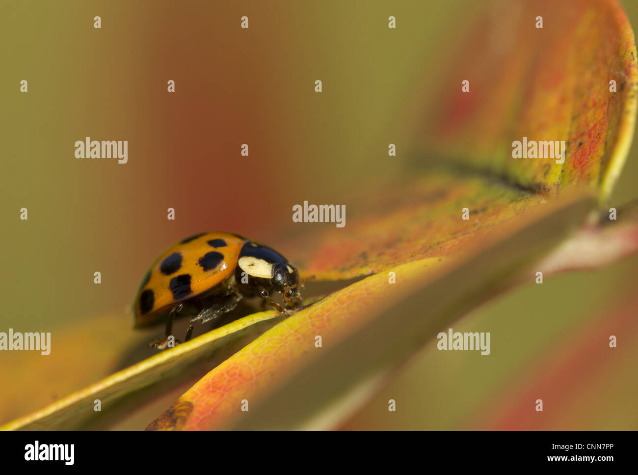 Harlekin-Marienkäfer Harmonia Axyridis Succinea eingeführten Arten Erwachsenen stehen Blatt Sheffield South Yorkshire England september Stockfoto