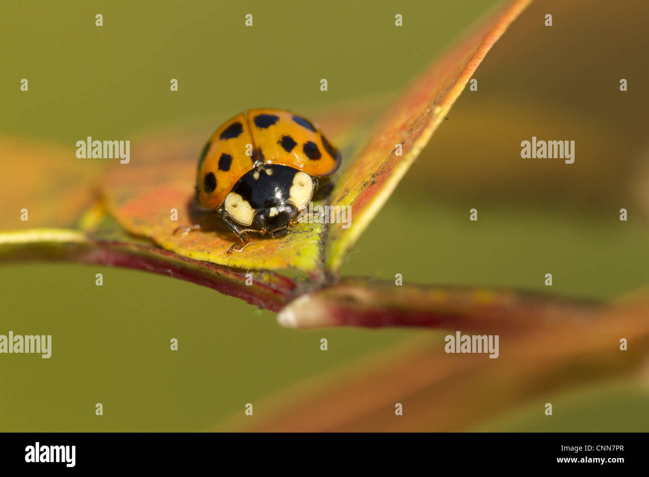 Harlekin-Marienkäfer Harmonia Axyridis Succinea eingeführten Arten Erwachsene Ruhe Blatt Sheffield South Yorkshire England september Stockfoto