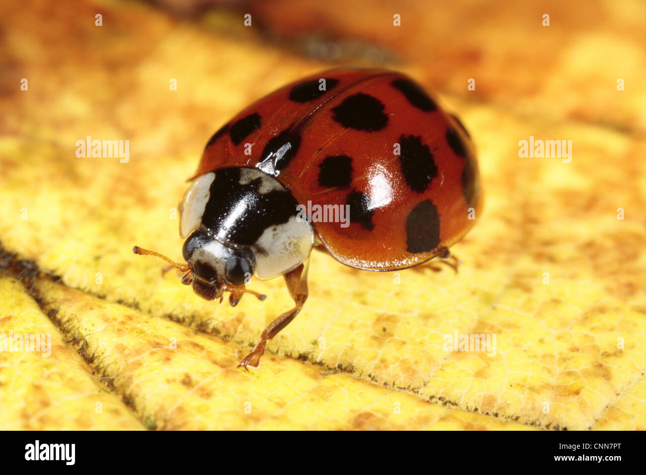 Harlekin-Marienkäfer (Harmonia Axyridis Succinea) eingeführt Schädlingsarten, Erwachsene, ruht auf Blatt, Powys, Wales, november Stockfoto