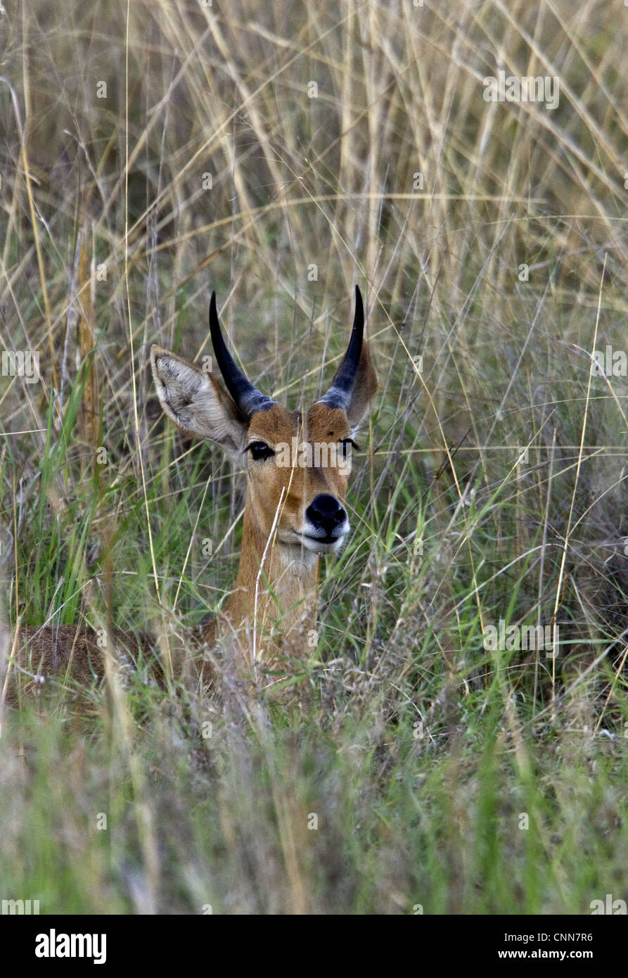 Männliche andere sitzen in hohe Gräser in der Nähe von Kwara, Okavango Delta, Botswana Stockfoto