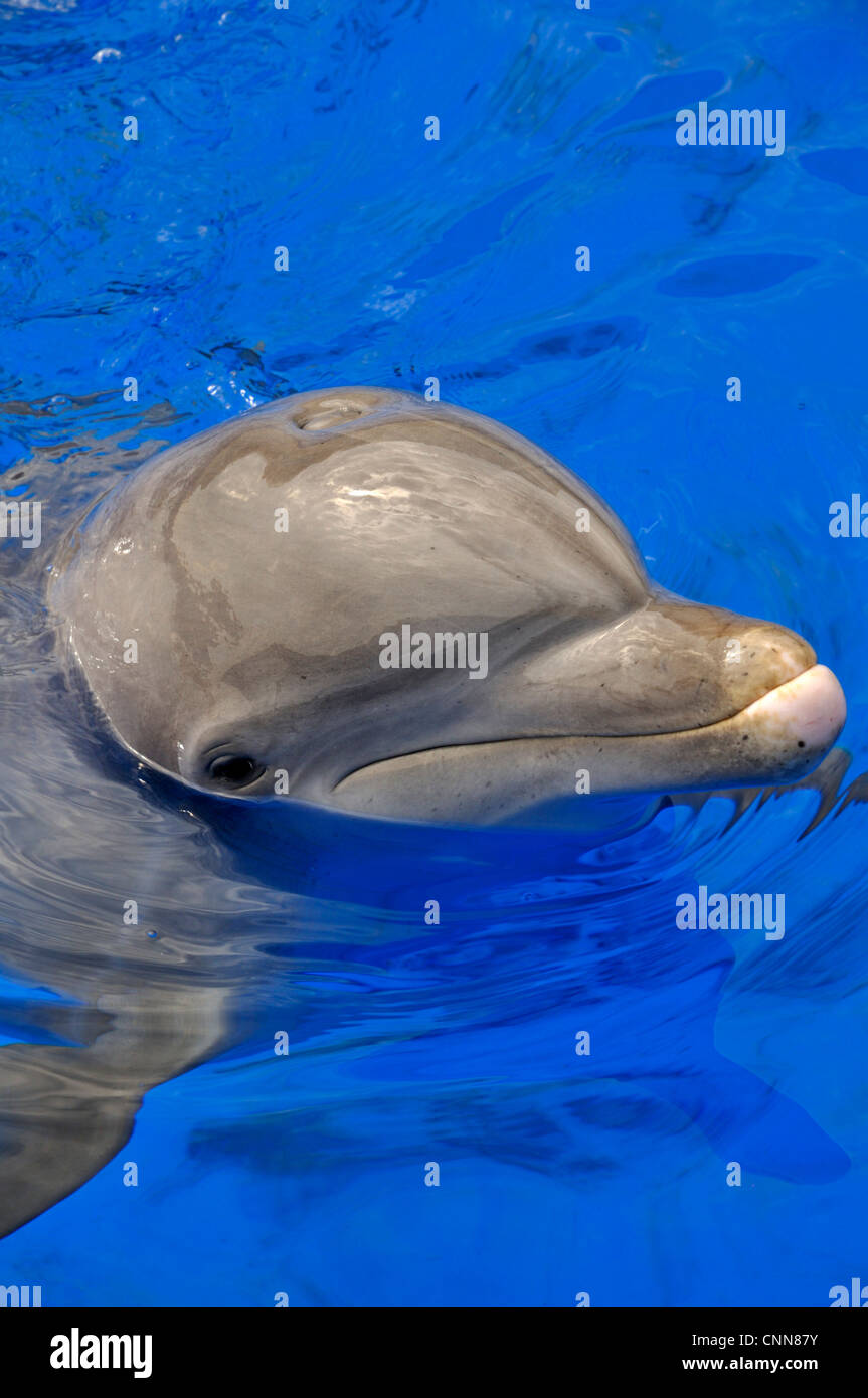 Eine atlantische große Tümmler steckt seinen Kopf aus dem Wasser Stockfoto