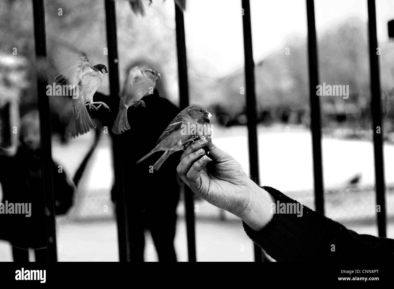 Kostenlose Vögel erhalten Nahrung, Hand heben. Vögel in Städten und Gemeinden zu helfen. Stockfoto