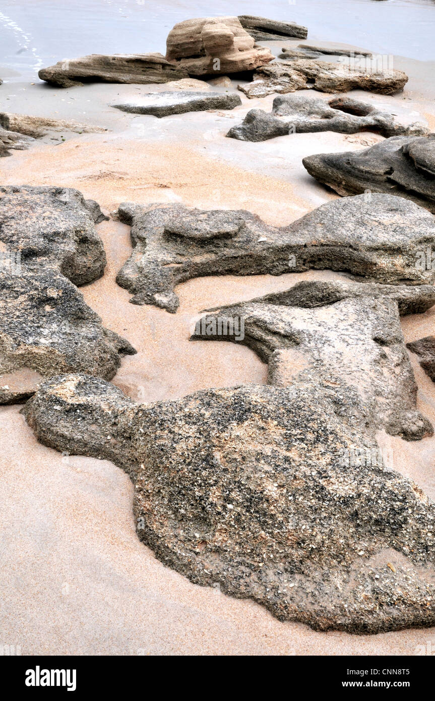 Coquina Felsen, Bestandteil einer zu Tage tretenden in Washington Eichen Gärten State Park Stockfoto