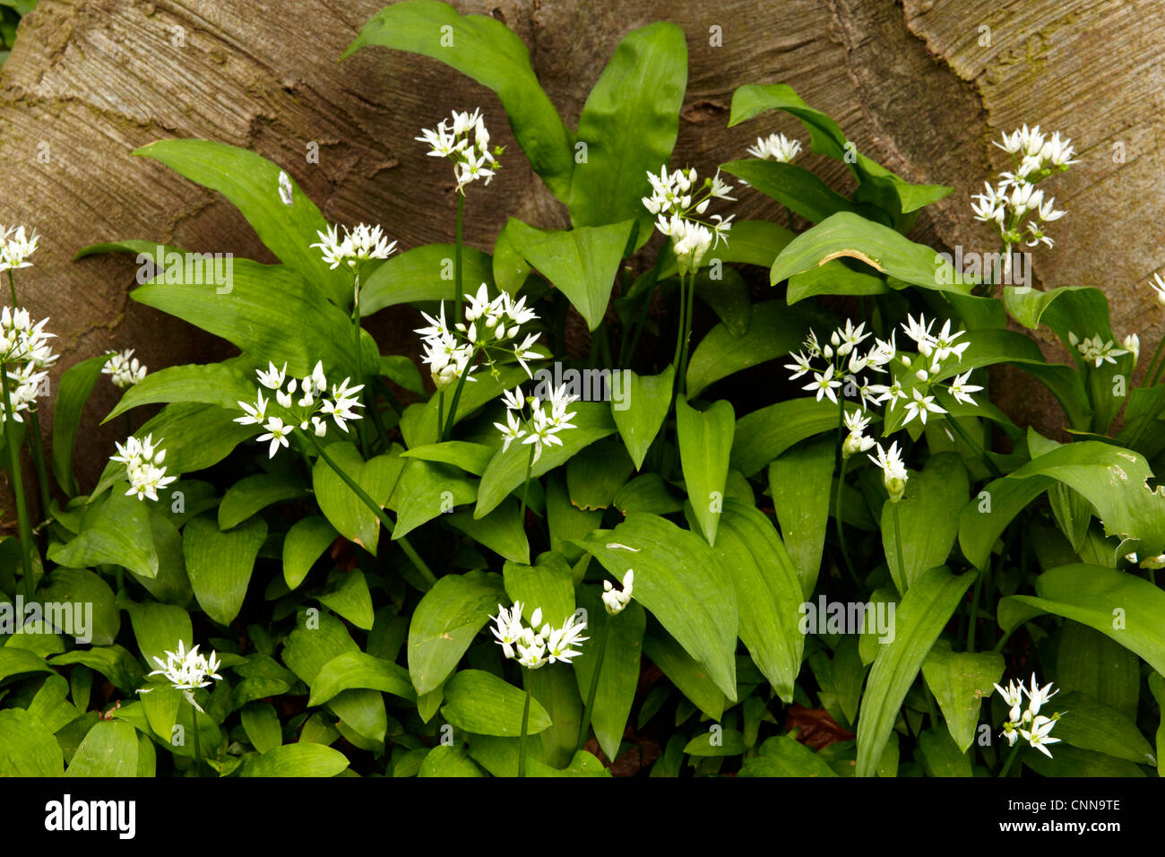 Bärlauch (Bärlauch) Allium Ursinum in einem Buche Wald wachsen. Stockfoto