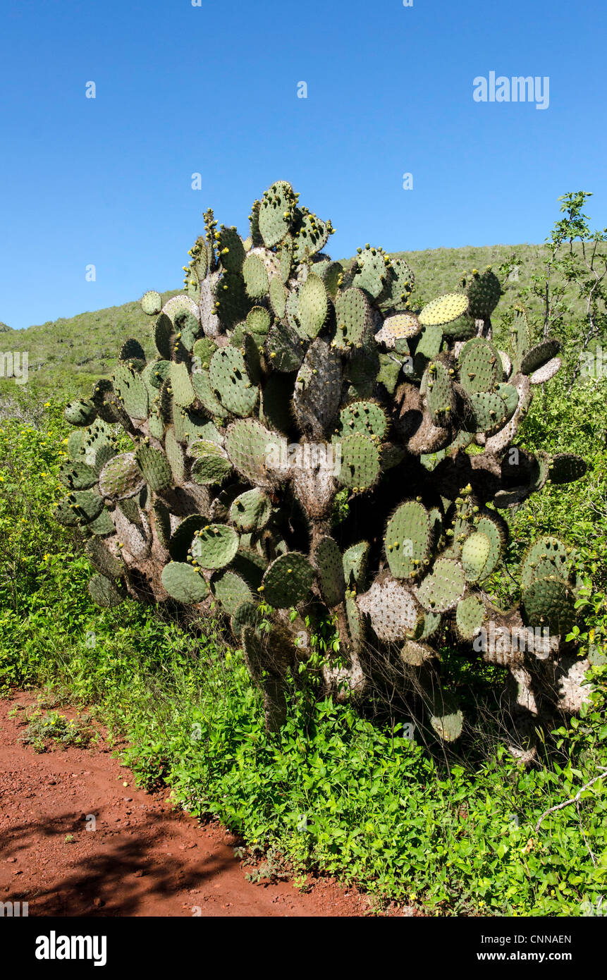 Rabida Insel Galapagosinseln Ecuador Südamerika Stockfoto