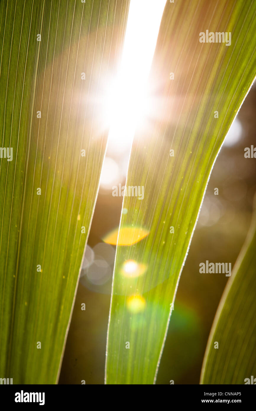 Kentia palm -Fotos und -Bildmaterial in hoher Auflsung  Alamy