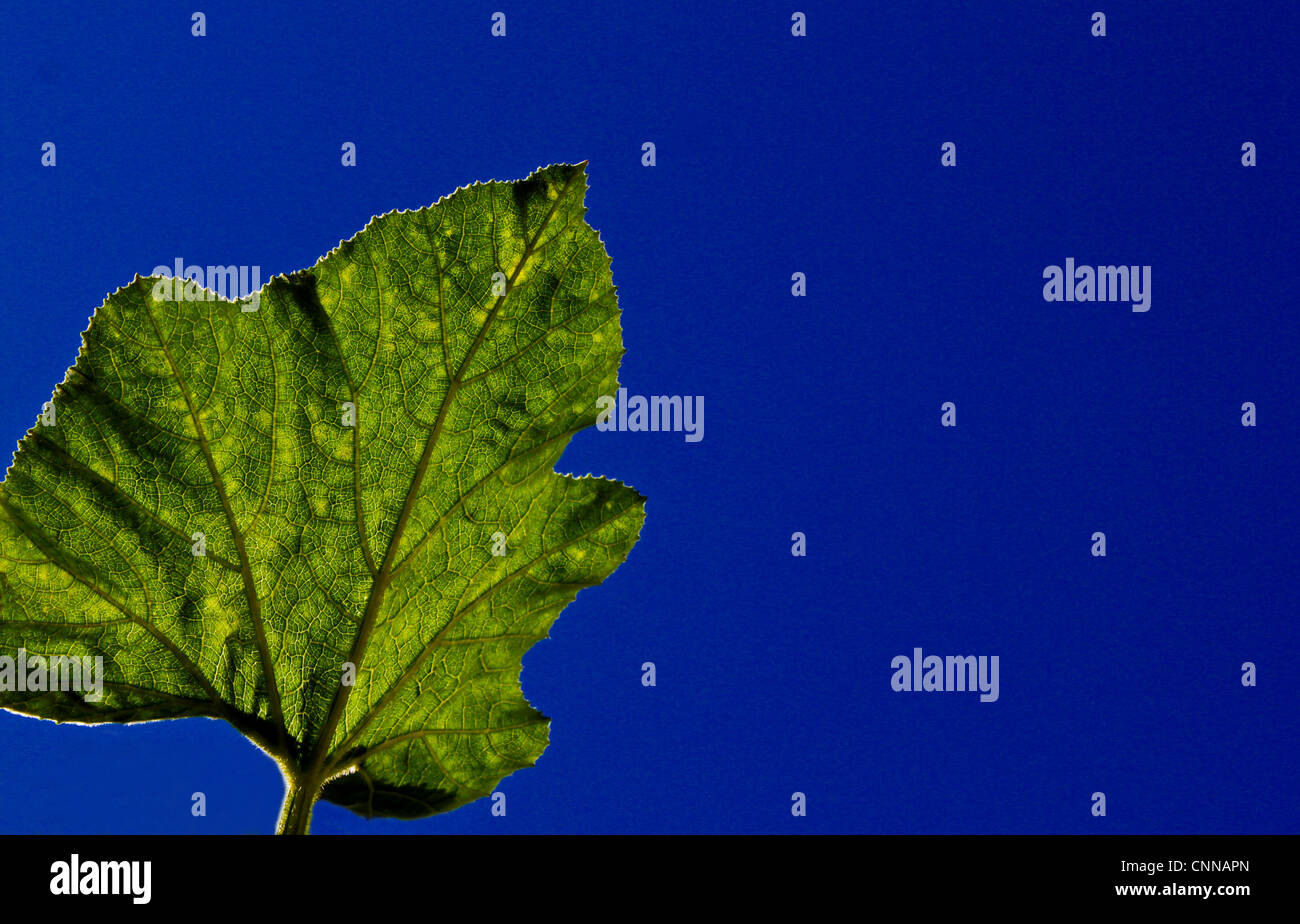 Großen Kürbis Blatt in einem klaren blauen Himmelshintergrund isoliert Stockfoto