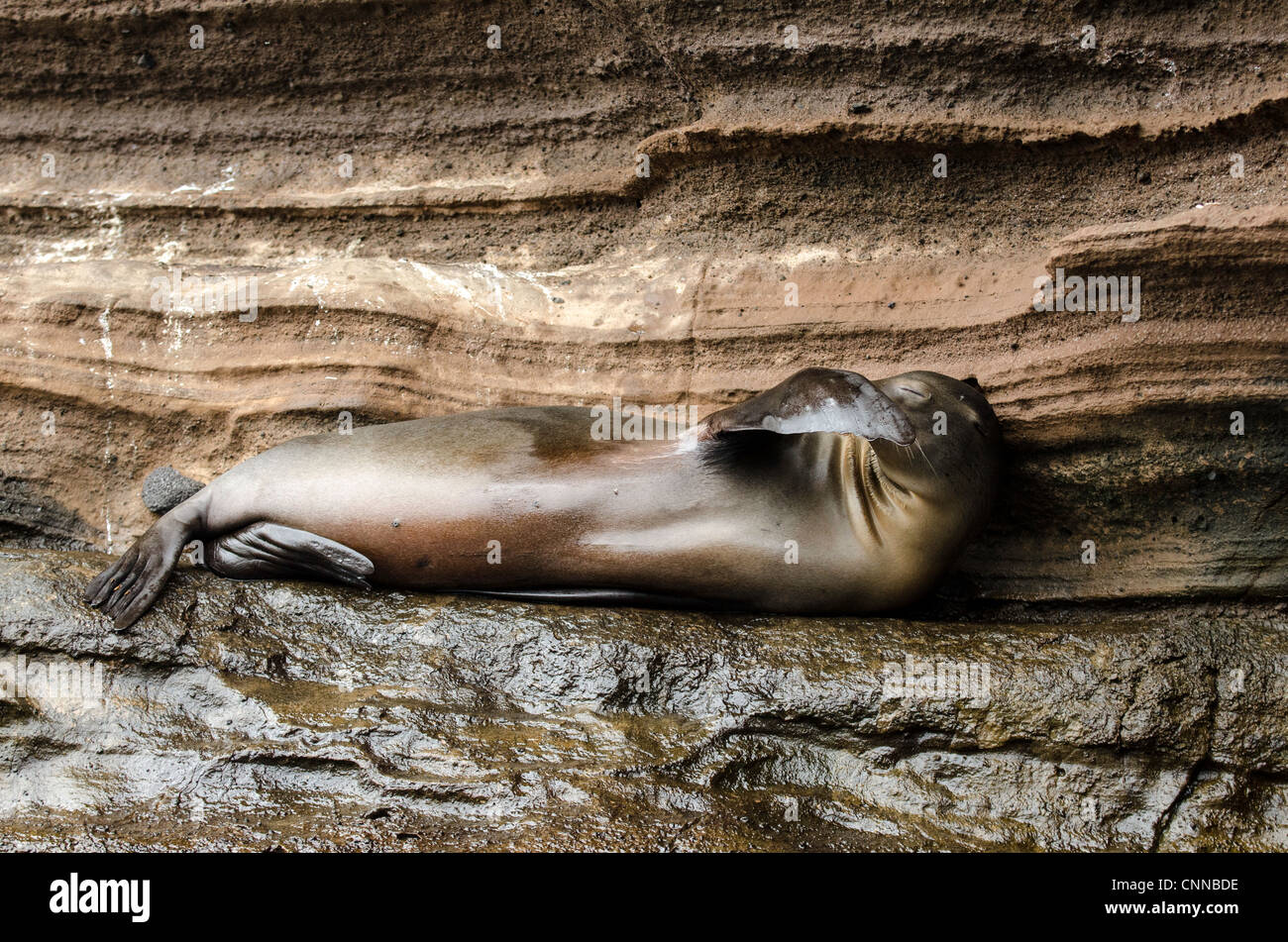 Seelöwen Isabela Galapagos Ecuador Stockfoto