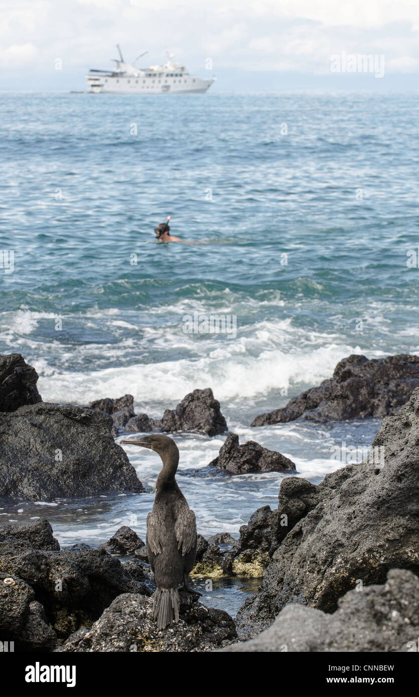 Flugunfähige Cormoran Galapagos Inseln Ecuador Stockfoto