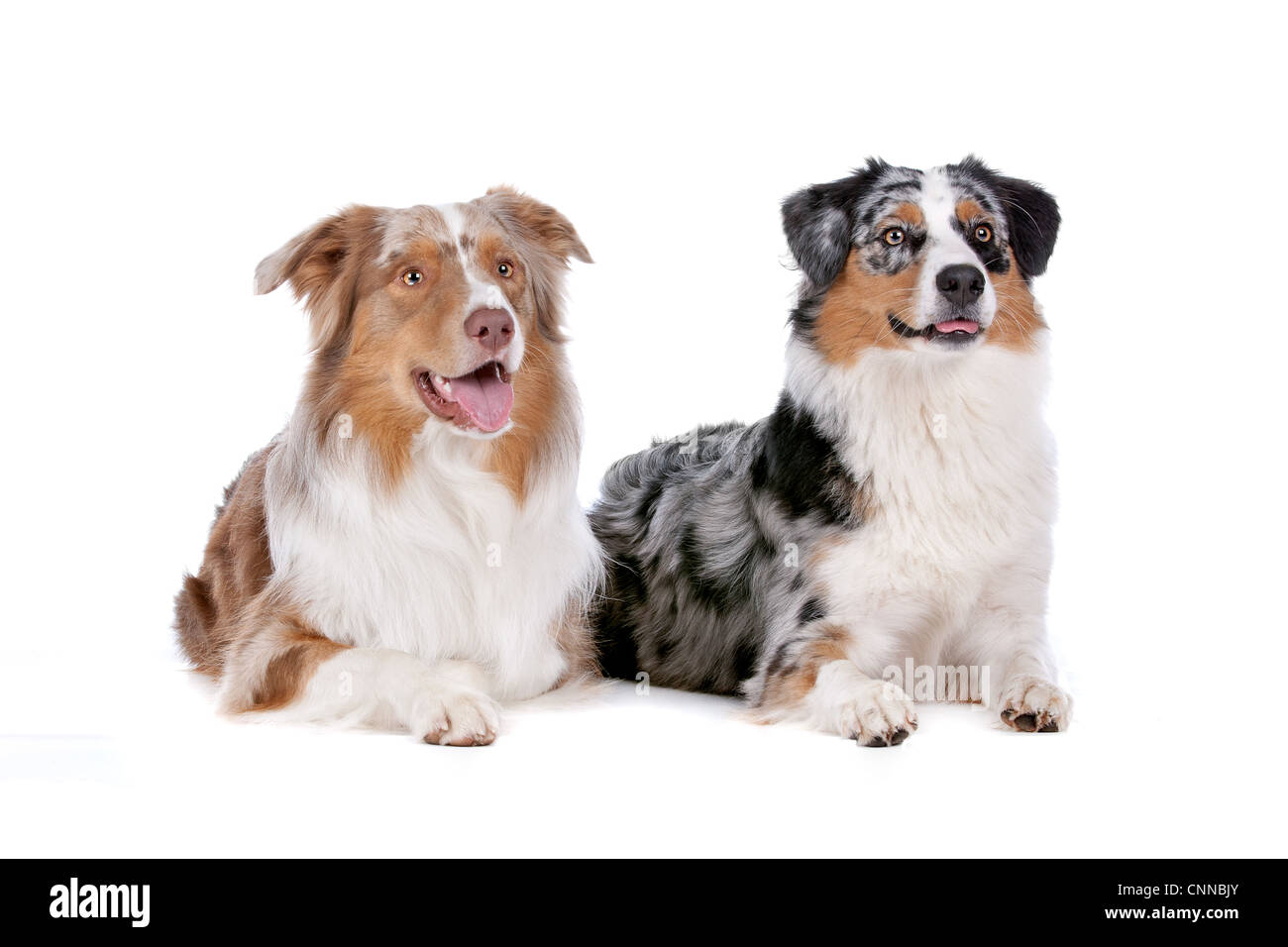 Zwei Australian Shepherd Hunde vor einem weißen Hintergrund Stockfoto Zwei Australian Shepherd Hunde vor einem weißen Hintergrund Stockfoto