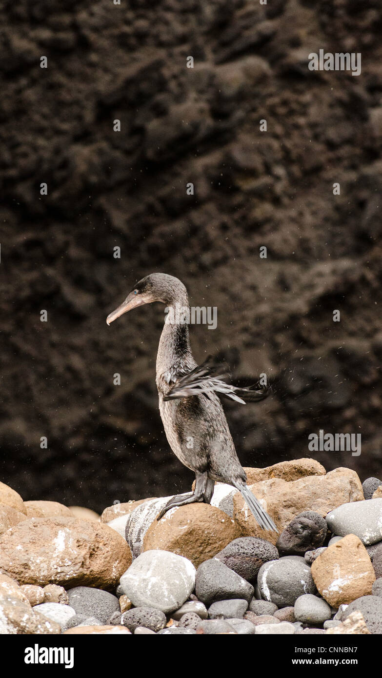 Flugunfähige Kormorane (Phalacrocorax Harrisi) Galapagosinseln Ecuador Stockfoto