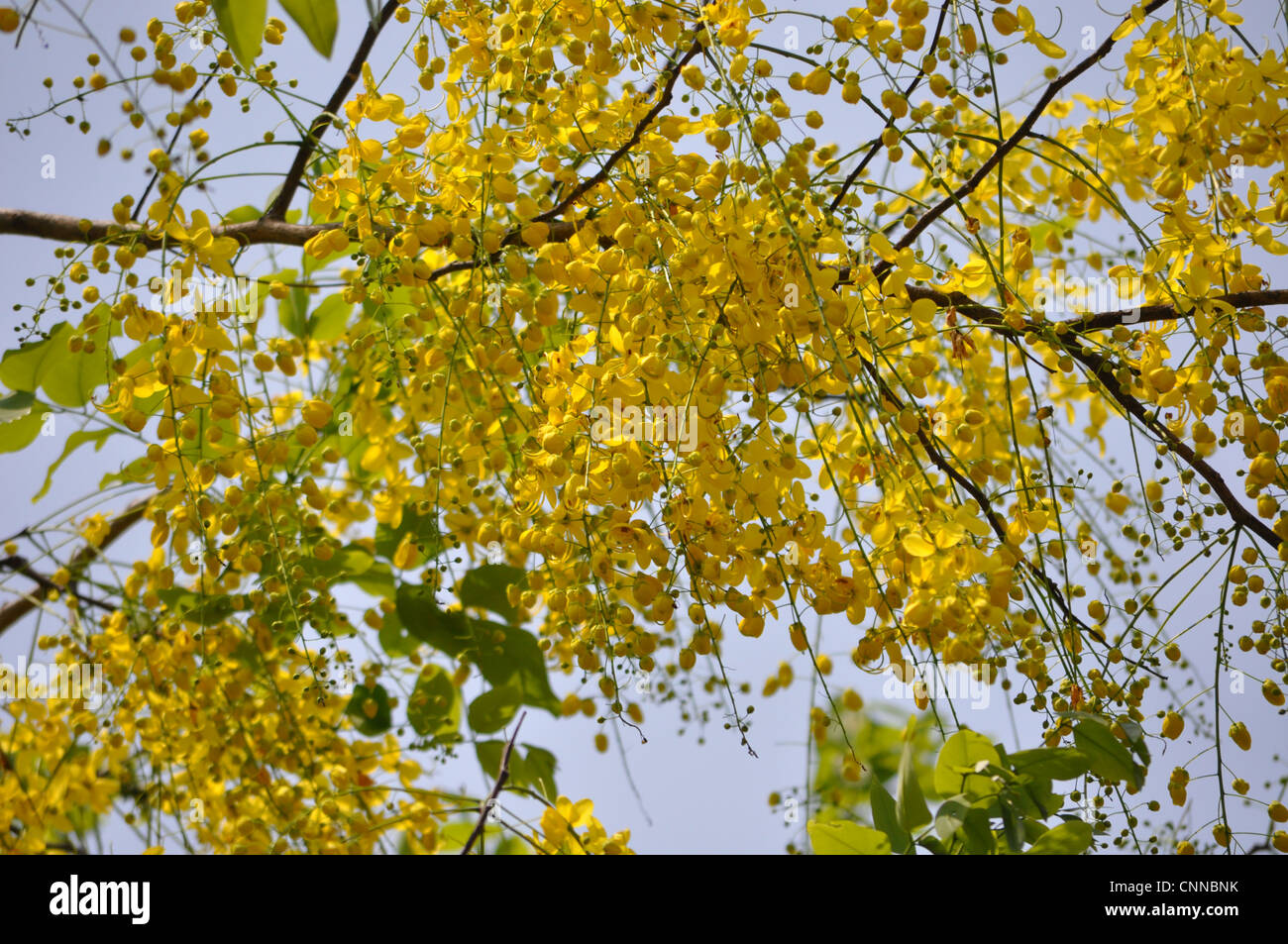 Cassia Fistula Blumen Stockfoto