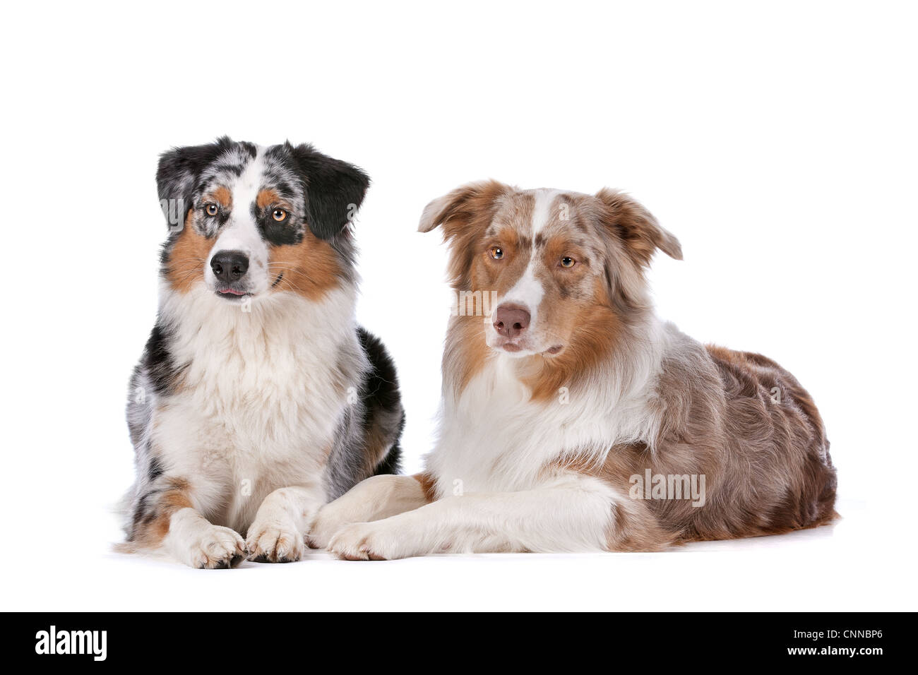 Zwei Australian Shepherd Hunde vor einem weißen Hintergrund Stockfoto Zwei Australian Shepherd Hunde vor einem weißen Hintergrund Stockfoto