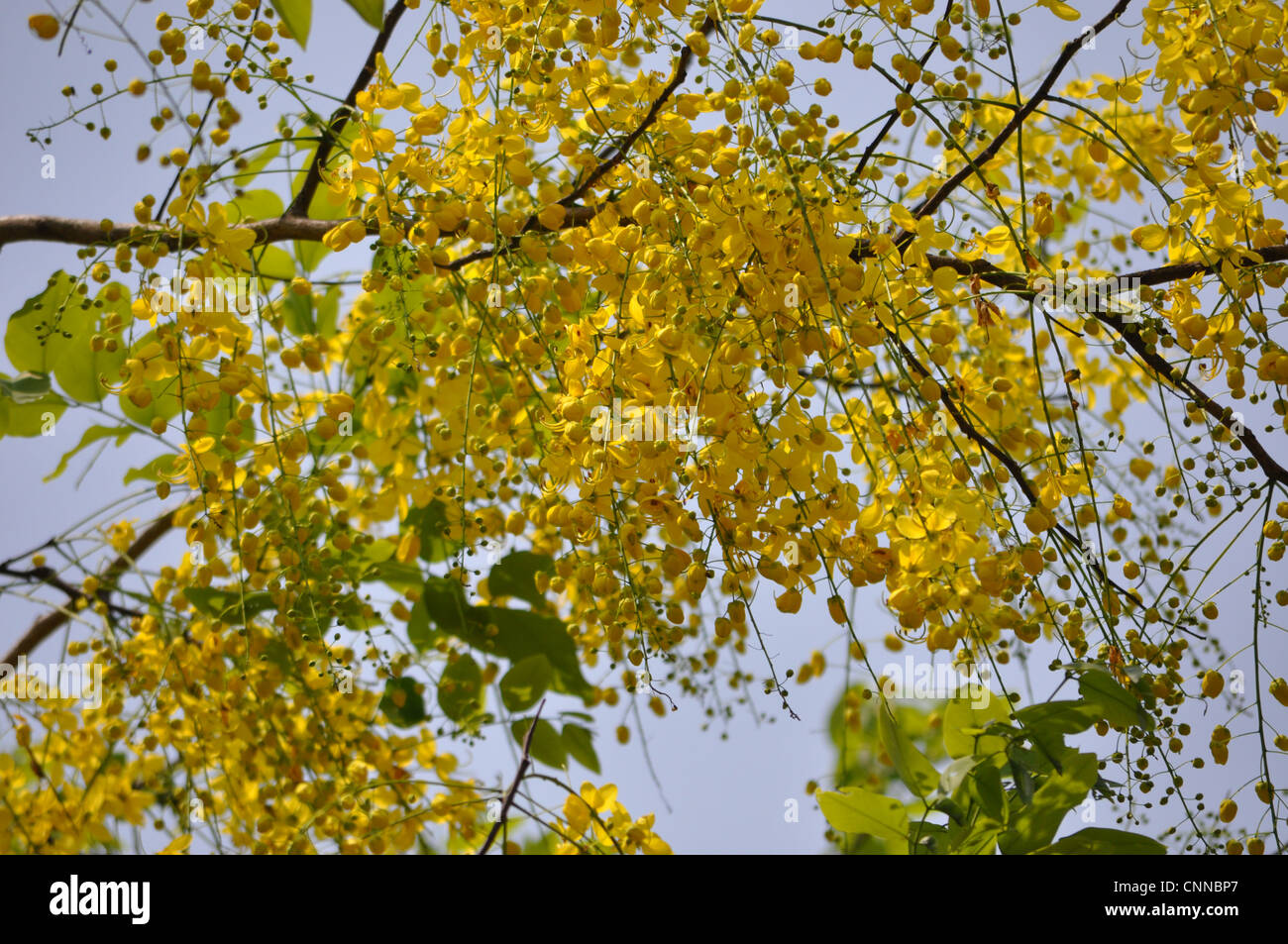 Cassia Fistula Blumen Stockfoto