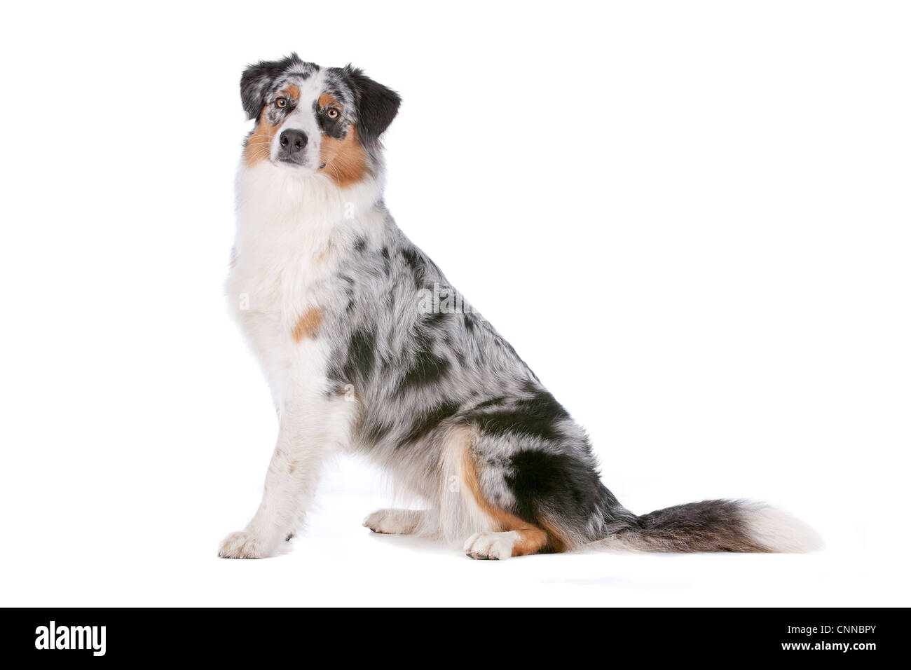 Australischer Schäferhund vor einem weißen Hintergrund Stockfoto