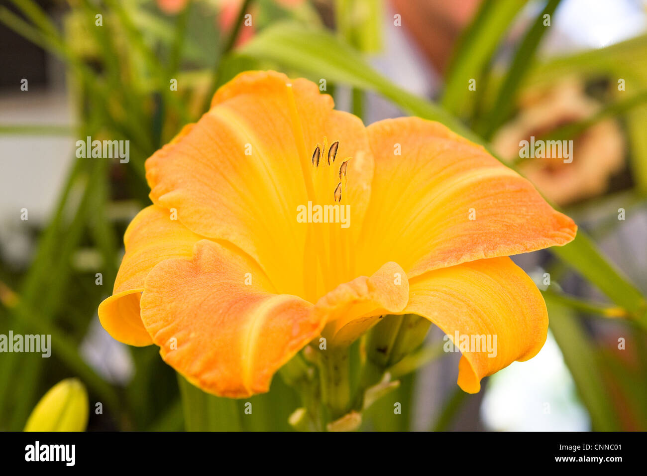 Gelb und orange Hemerocallis-Blume Stockfoto