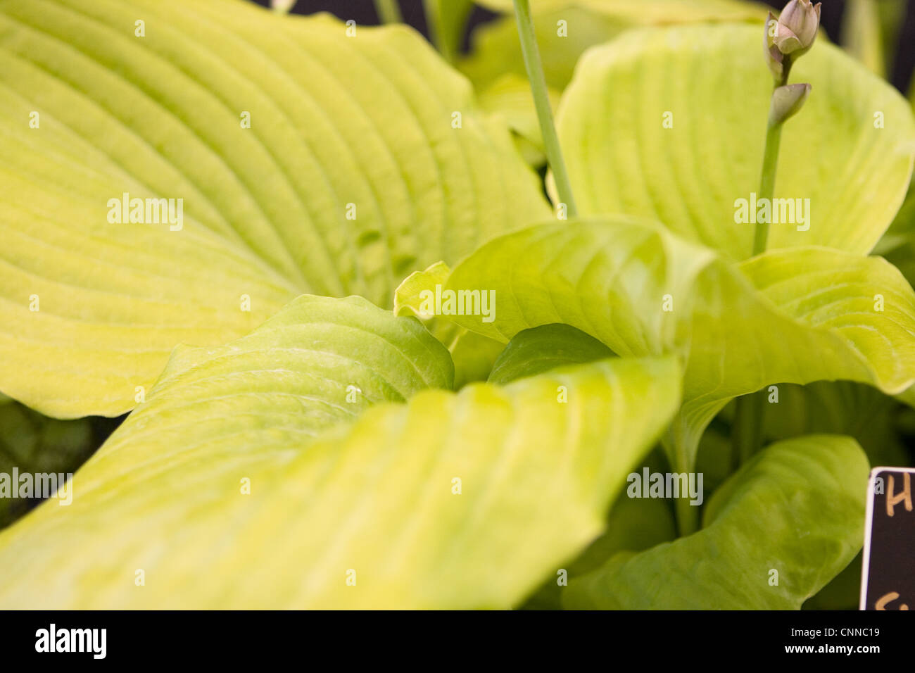 Hosta-Summe und Substanz Stockfoto