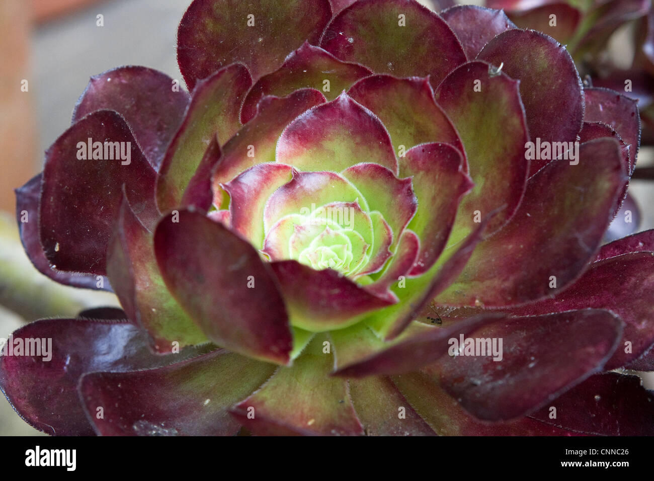 Aeonium Arboreum voodoo Stockfoto