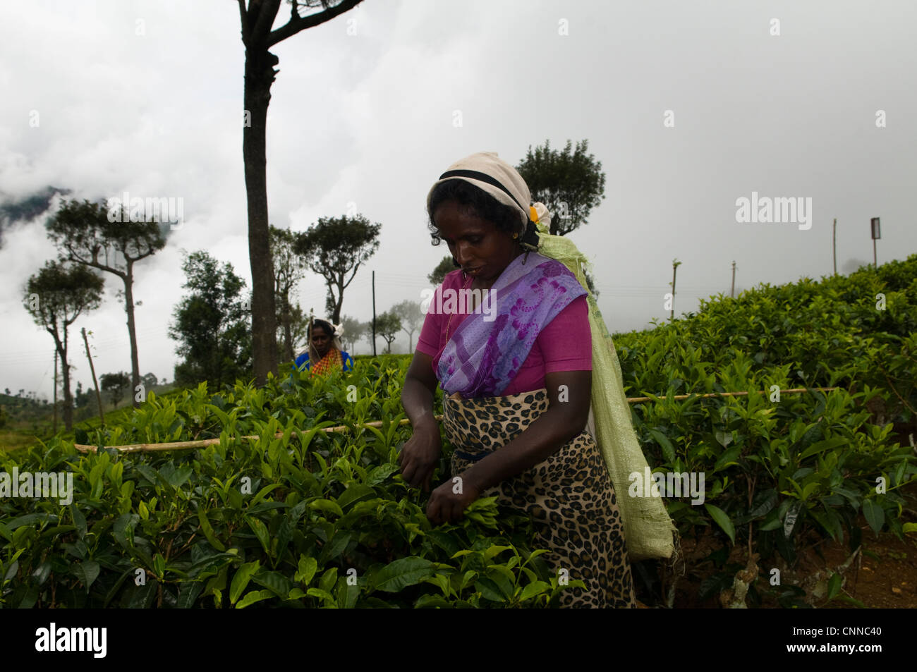 Kommissionierung Tee Blätter in einer großen Teeplantage im Großraum Haputale in Sri Lanka. Stockfoto