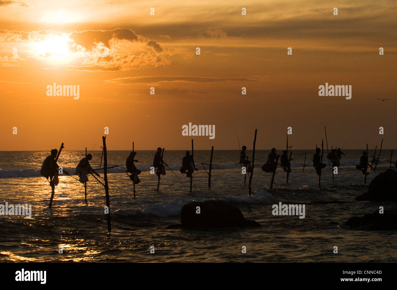 Sri Lanka Fischer thront auf Stelzen während des Sonnenuntergangs in Midigama. Stockfoto