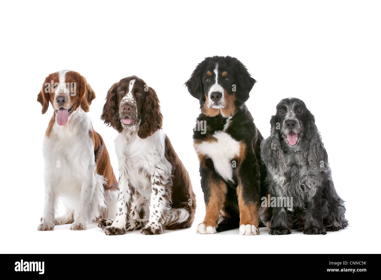 zwei Springer Spaniel, ein Berner Sennenhund Welpe und ein Cocker spaniel Stockfoto