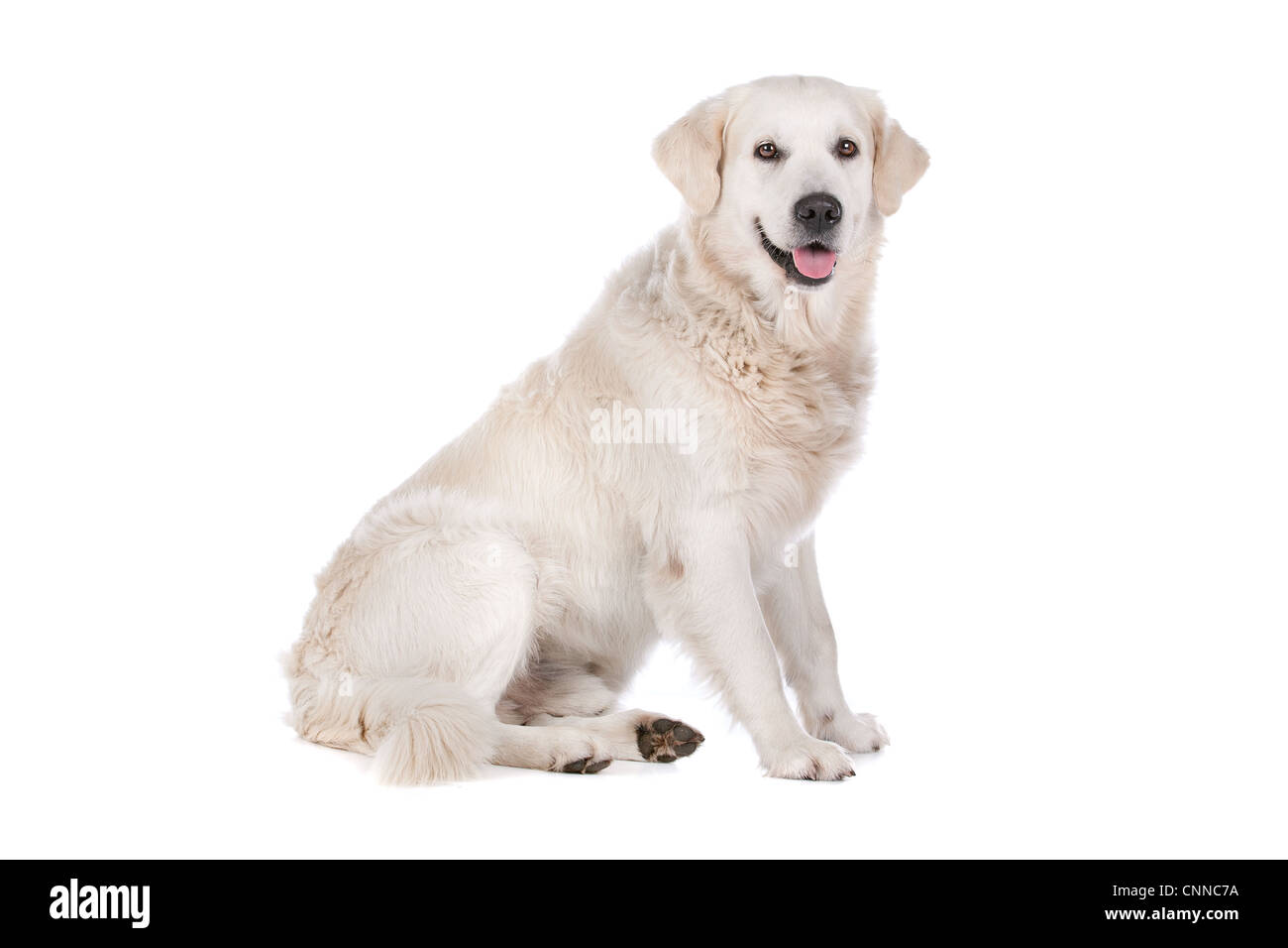 Golden Retriever vor einem weißen Hintergrund Stockfoto