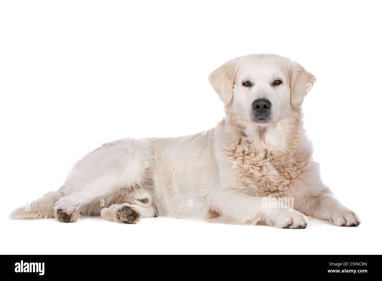 Golden Retriever vor einem weißen Hintergrund Stockfoto