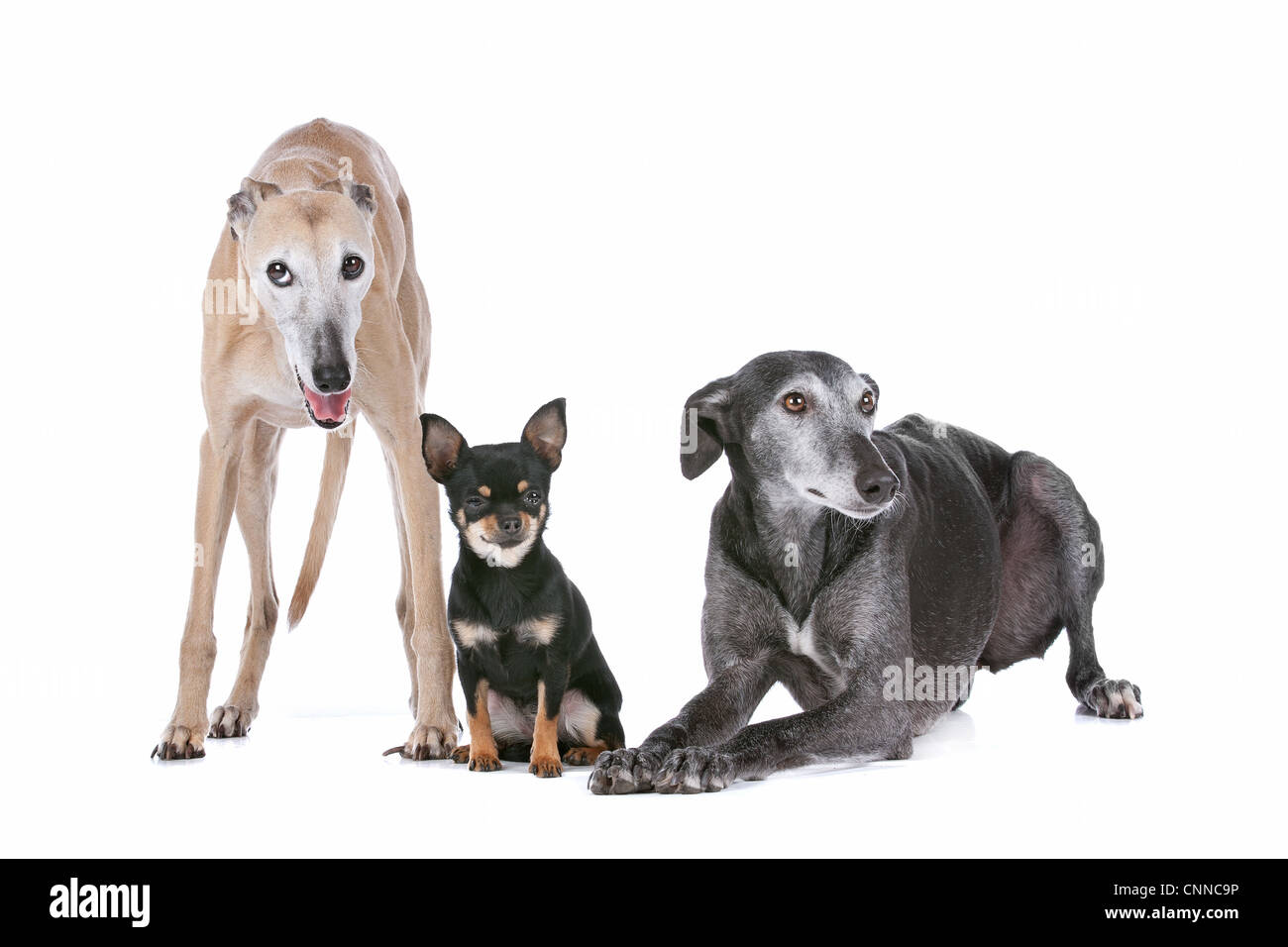 zwei Windhunde und ein Chihuahua vor einem weißen Hintergrund Stockfoto