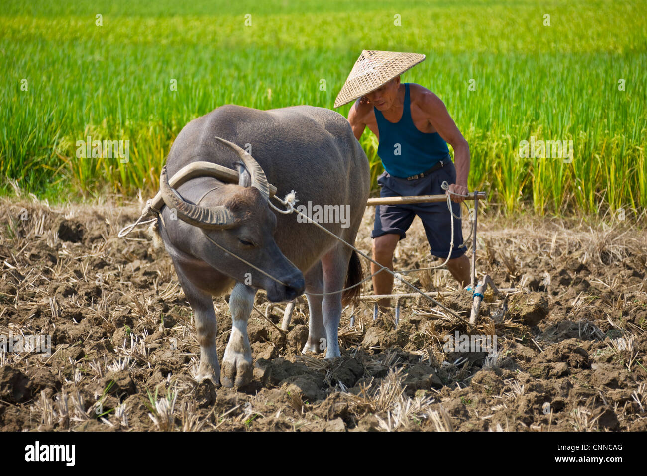 Bauer, der pflügt mit Wasserbüffel, Yangshuo, Guangxi, China Stockfoto