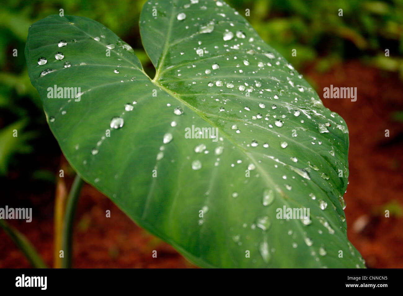 zimmerpalme goldfruchtpalme Goldfruchtpalme XL | Dypsis