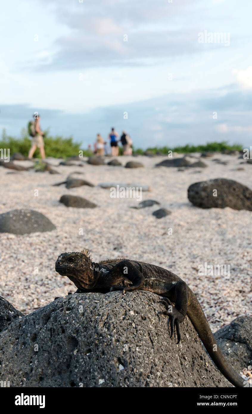 North Seymour Galapagos Inseln Ecuador Stockfoto