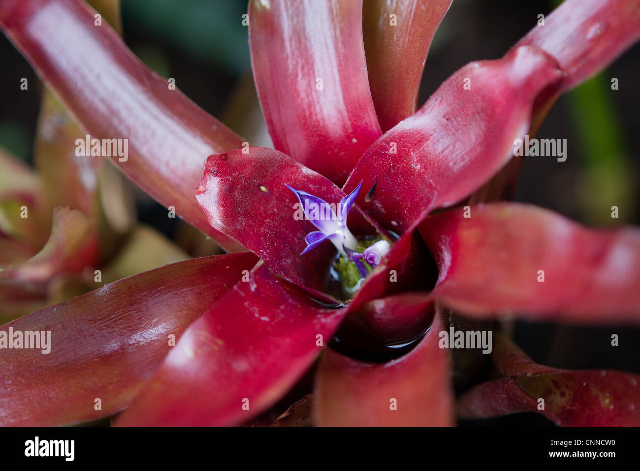 Bromelie mit lila Blte Stockfotografie - Alamy