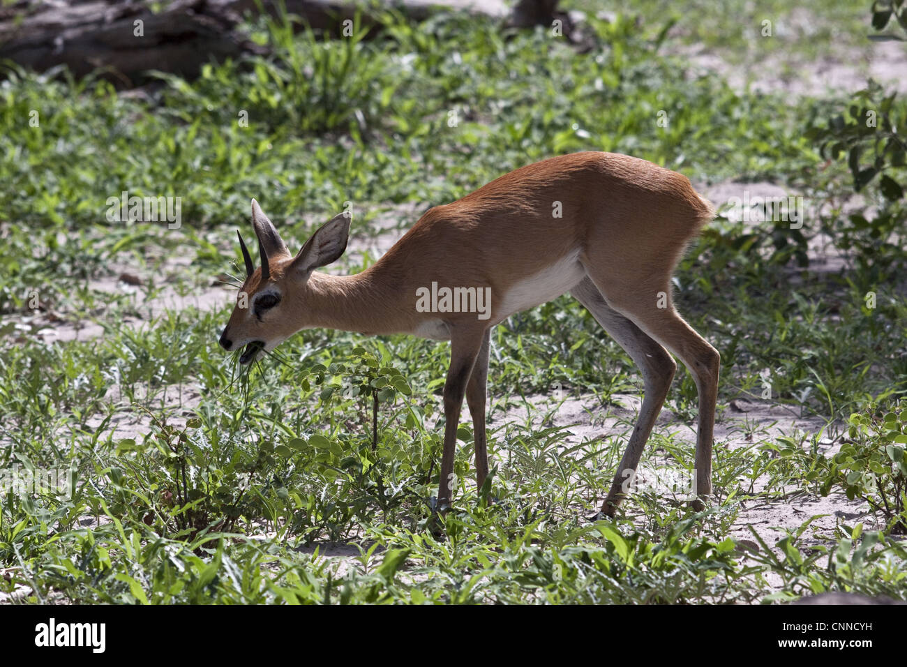 männliche Steinböckchen nur Männchen Hörner gemeinsame kleine Antilope südlichste östlichen Afrika manchmal keine Steinbok die unglücklichen verwenden Stockfoto
