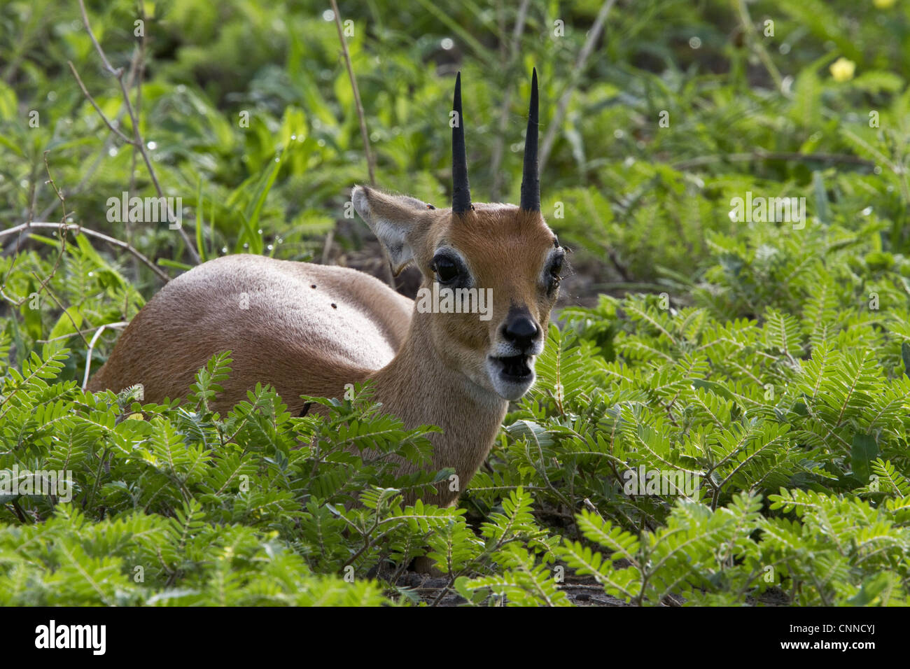 männliche Steinböckchen nur Männchen Hörner gemeinsame kleine Antilope südlichste östlichen Afrika manchmal keine Steinbok die unglücklichen verwenden Stockfoto