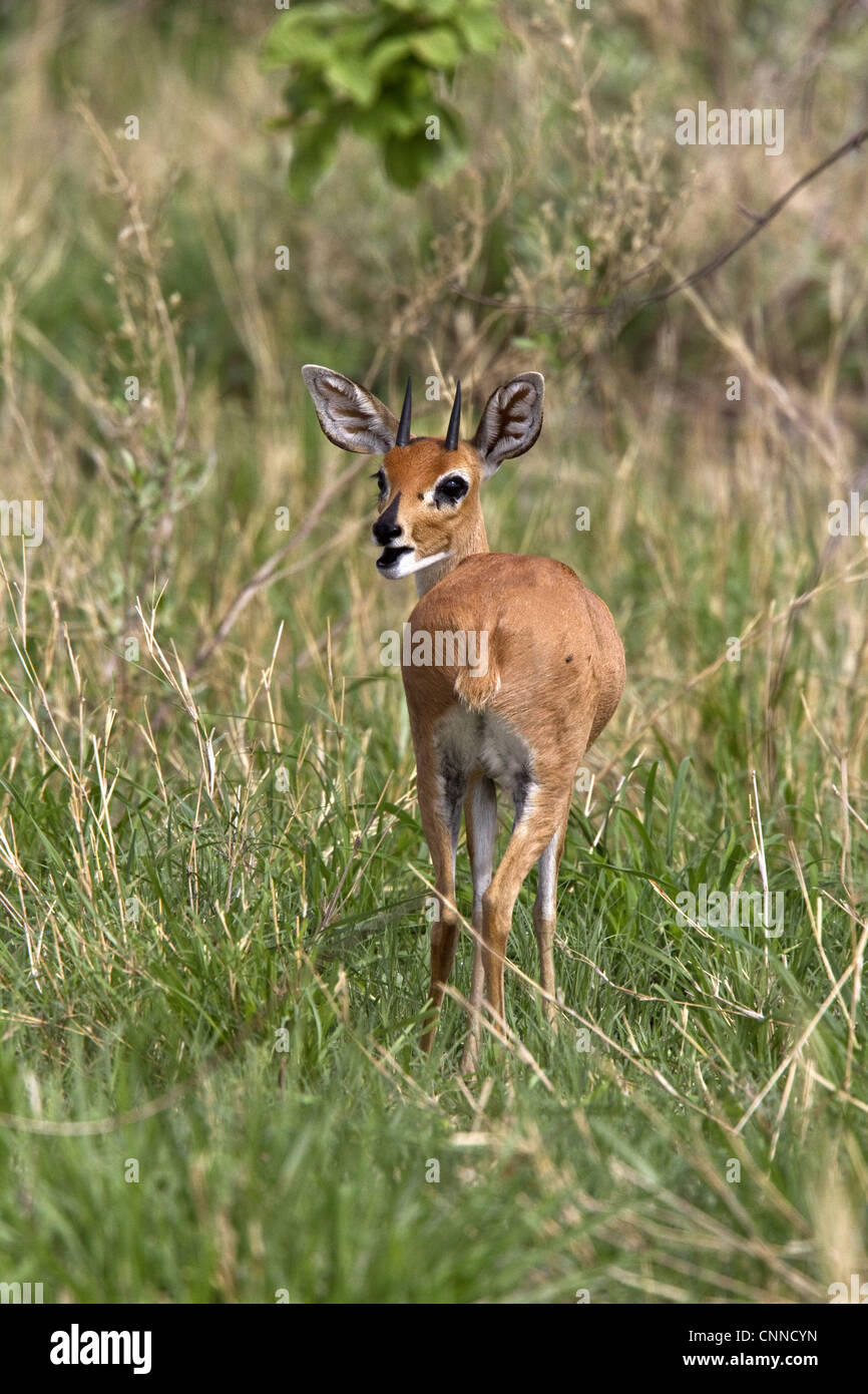 Eine männliche Steinböckchen nur Männchen Hörner gemeinsame kleine Antilope südlichste östlichen Afrika manchmal keine Steinbok die unglücklichen Stockfoto