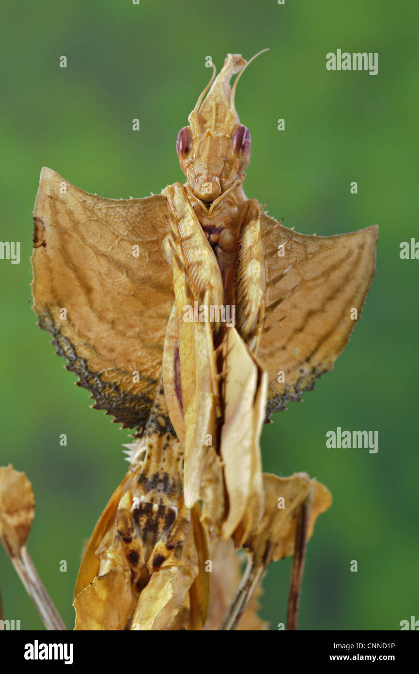 Devil Stick Mantis (Idolomantis Diabolica) Halbwüchsige, Nahaufnahme des Kopfes und der Vorderläufe (Captive) Stockfoto