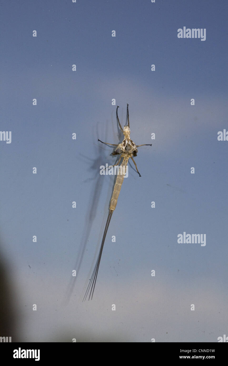 Goldene Eintagsfliege (Hexagenia SP.) Exuvia der geflügelten zweiten Mauser, am Haus Fenster, North Dakota, USA, Juli Stockfoto