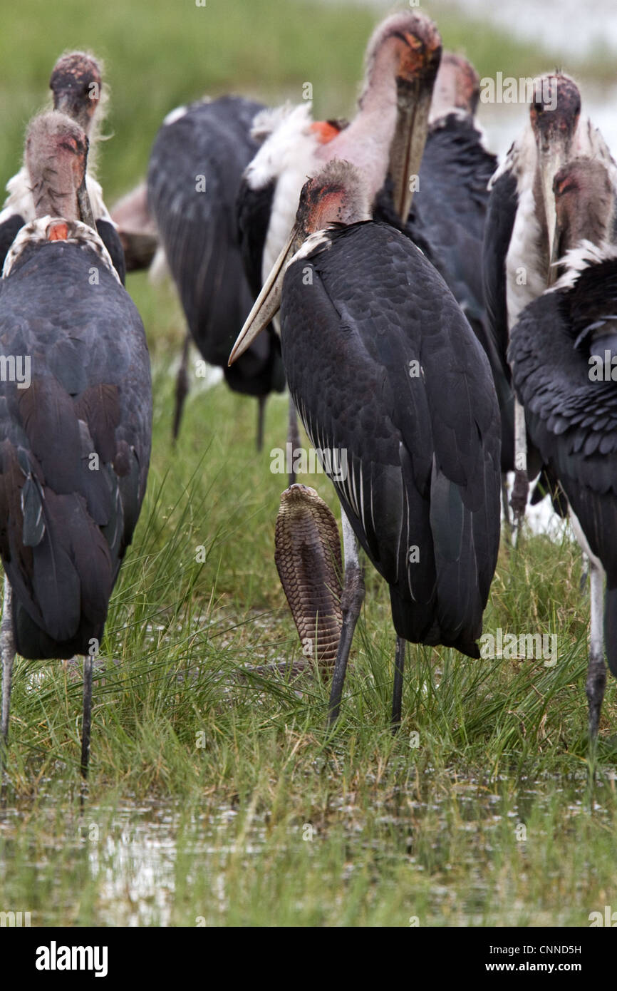 Marabu Störche umgeben einen Mozambique-Speikobra Stockfoto