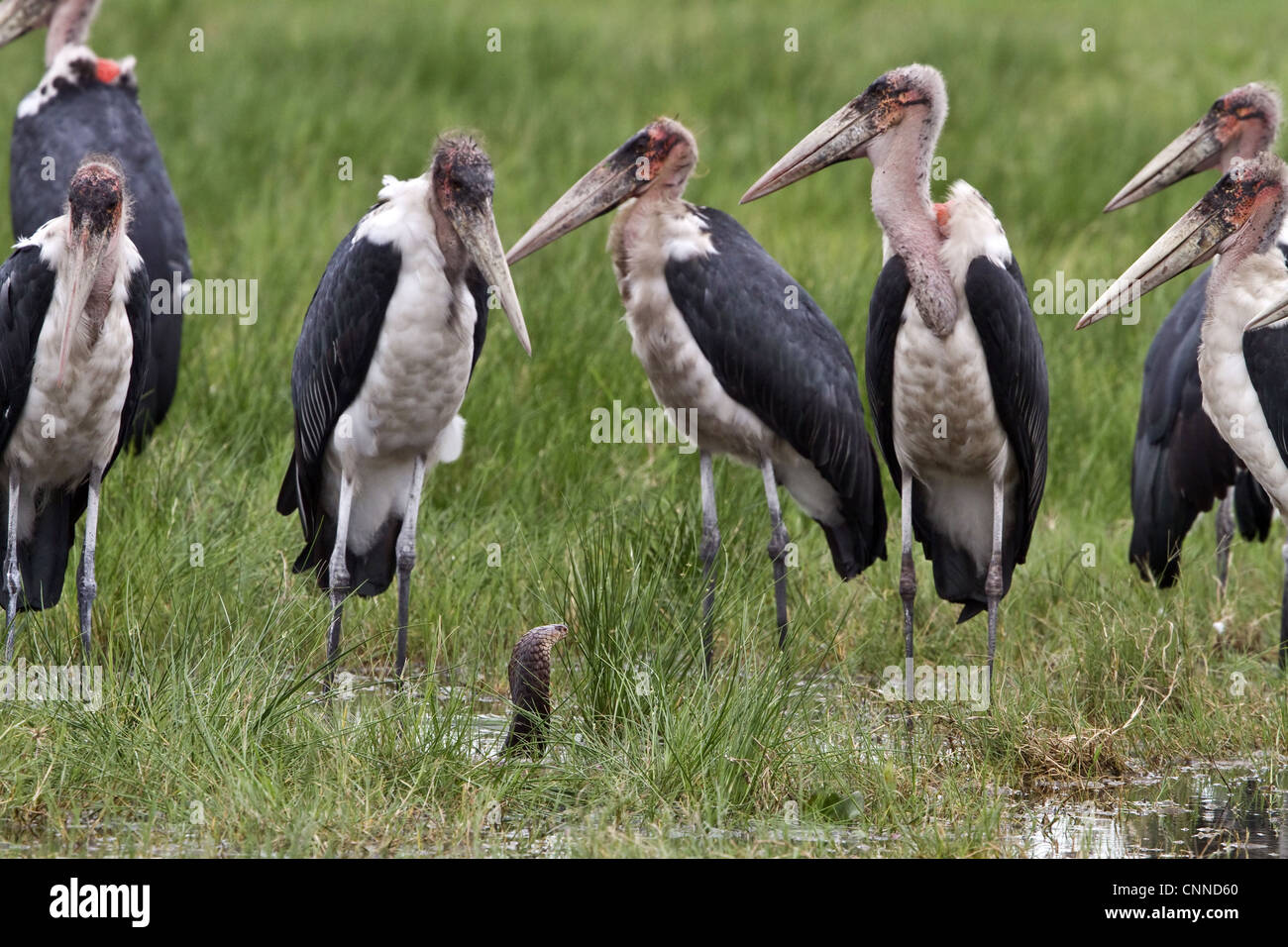 Marabu Störche umgeben einen Mozambique-Speikobra Stockfoto