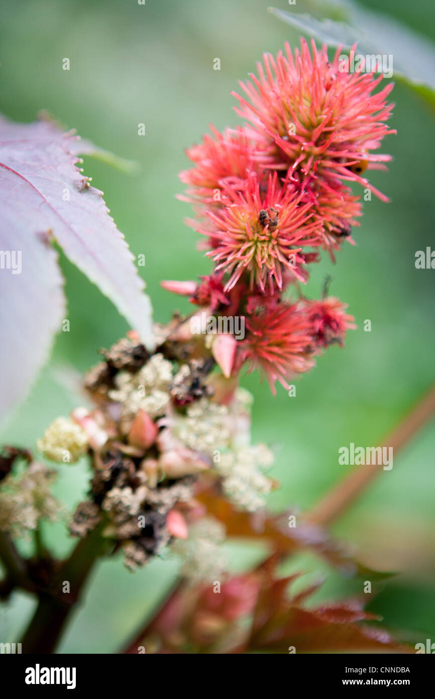 Ricinus Communis New Zealand lila Blume Stockfoto