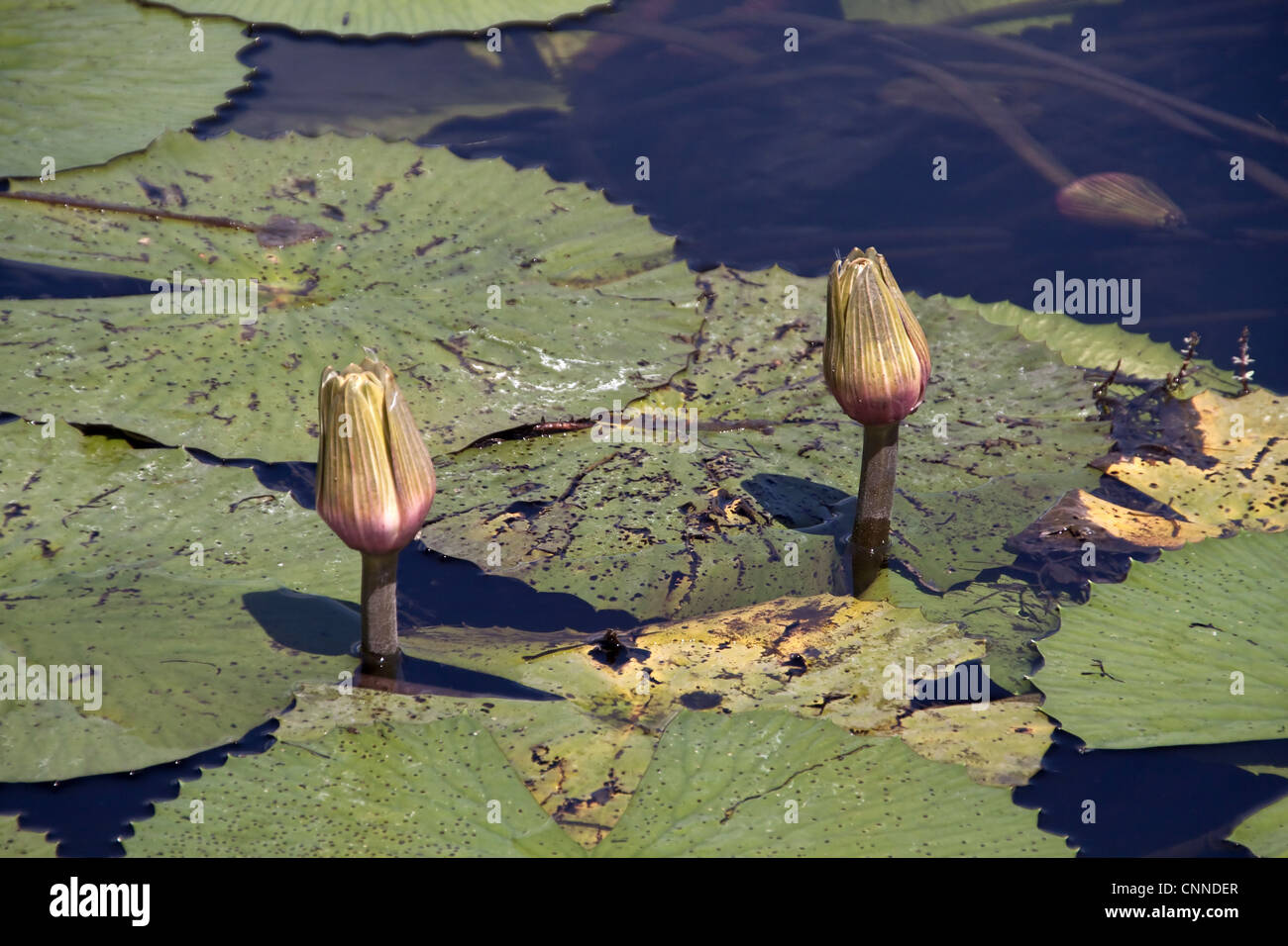 Nymphaea Lotus Wildwasser weiße Lilie Lotus welche Nacht blühen weiße Creme weit verbreiteten tropischen Afrika Südliches Afrika Blumen Stockfoto