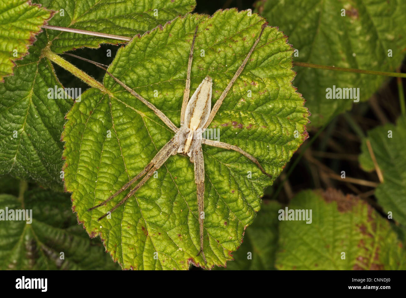 Baumschule Web Spider (Pisaura Mirabilis) Erwachsenen, ruht auf Blatt im Sand Dünen an der Küste, Halbinsel Gower, Glamorgan, Wales, Juli Stockfoto