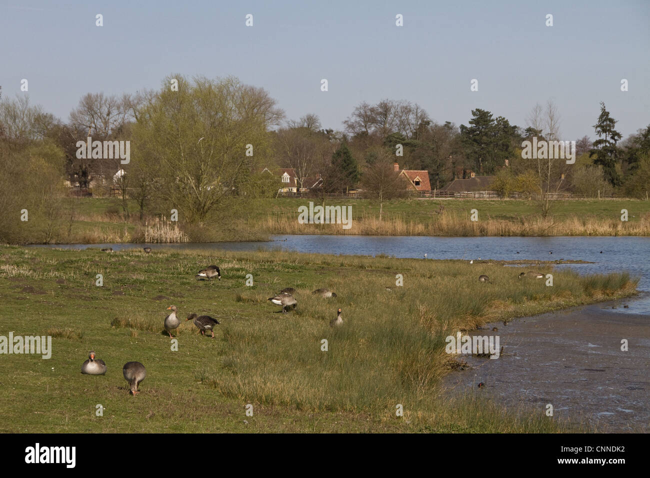 Blick nach Norden von der Steggall Haut an Lackford Seen, Suffolk Wildlife Trust. Graugänse, die Beweidung des Rasens Stockfoto