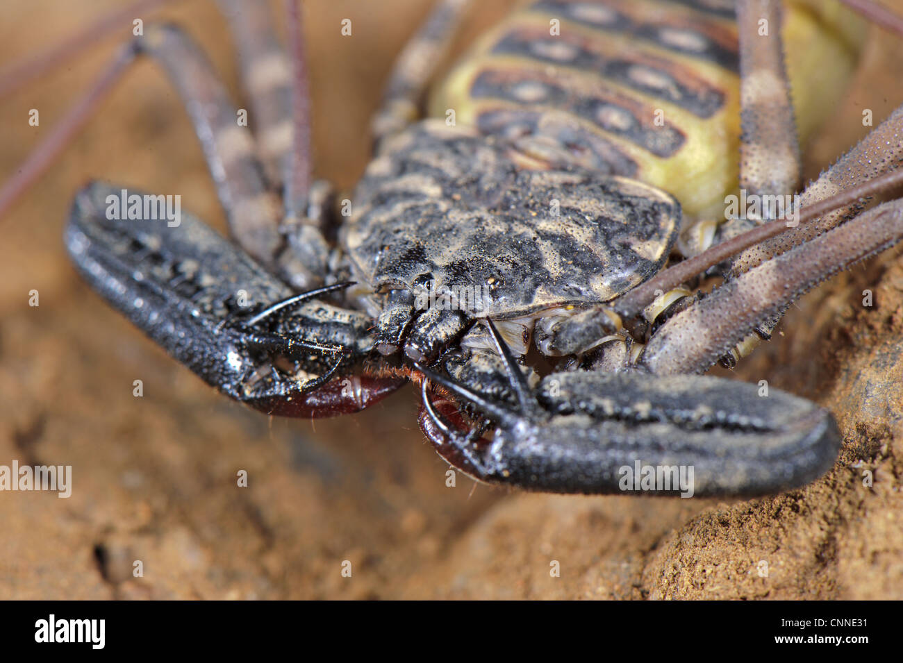 Bunte Tailless Peitsche Scorpion Damon Variegatus Erwachsenen weiblichen Nahaufnahme Cephalothorax Zange Balule Nature Reserve Limpopo Stockfoto