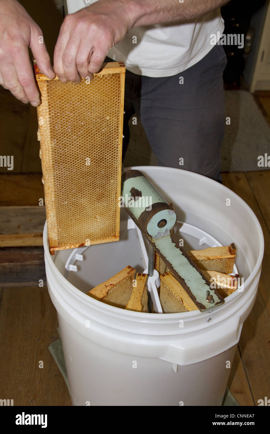Die Honig-Kamm-Rahmen sind in eine rotierende Trommel gelegt und drehte sich dann mit hoher Geschwindigkeit, den Honig aus der Wabe zu trennen Stockfoto